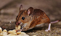 24 Hour & Emergency Exterminators in Courtland, MS